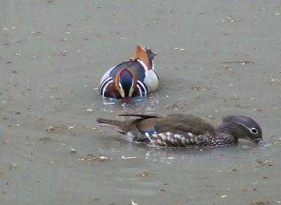 Прикрепленное изображение: mm4.jpg